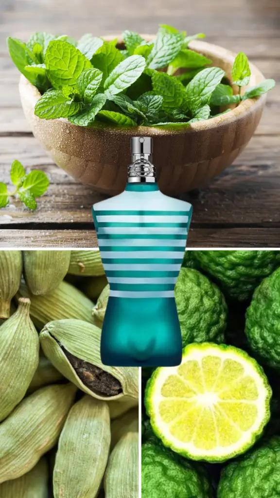 Jean Paul Gaultier Le Male cologne – Versace Eros vs Jean Paul Gaultier Le Male comparison